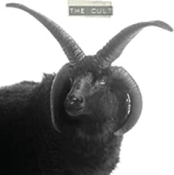 CULT