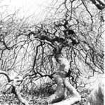 PEPE WISMEER PEPE WISMEER