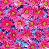 AUSTERITY PROGRAM AUSTERITY PROGRAM