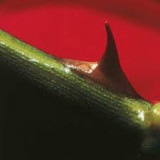 NUSRAT FATEH ALI KHAN