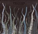PELICAN PELICAN
