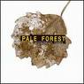 PALE FOREST