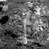 NAPPYNAPPA NAPPYNAPPA