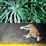 BATES STEVE BATES STEVE