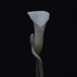 ANIMALS AS LEADERS ANIMALS AS LEADERS