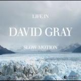 GRAY DAVID