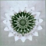 HASSEL JON & 808 STATE HASSEL JON & 808 STATE