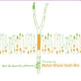 MAHER SHALAL HASH BAZ