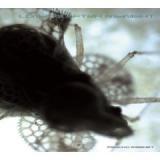 LONDON AFTER MIDNIGHT