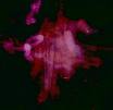 LEGENDARY PINK DOTS