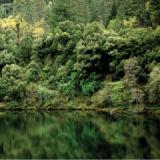 CONIFER