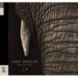 MILLAN AMY