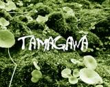 TAMAGAWA