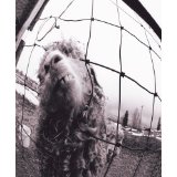 PEARL JAM