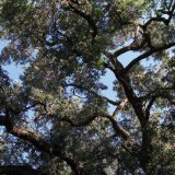 MANSON CHARLES MANSON CHARLES