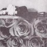 TROPIC OF CANCER TROPIC OF CANCER