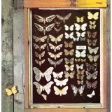 MAYFLY