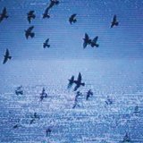 FIELD HARMONICS