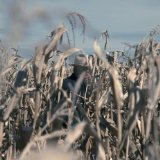 MEAD CHUCK MEAD CHUCK
