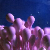 SENSUALISTS SENSUALISTS