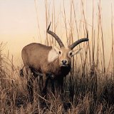 BLAMSTRAIN BLAMSTRAIN