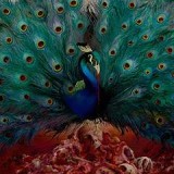OPETH OPETH