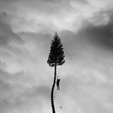 MANCHESTER ORCHESTRA MANCHESTER ORCHESTRA