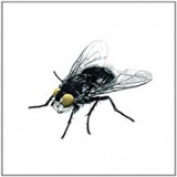 REINI ANTTI & MAAPALLON MAITOLAITURIT