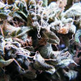 DOPE SMOKER DOPE SMOKER