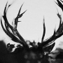 IHSAHN IHSAHN