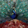 OPETH OPETH
