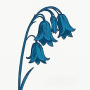 BLUEBELLS BLUEBELLS