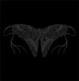 FUNERAL MOTH