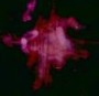 LEGENDARY PINK DOTS LEGENDARY PINK DOTS