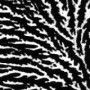 GROUPER