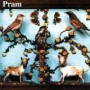 PRAM