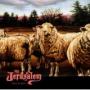 MY JERUSALEM MY JERUSALEM