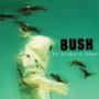 BUSH