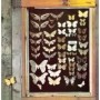 MAYFLY