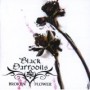 BLACK DAFFODILS