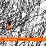 DEATH CAB FOR CUTIE