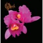 OPETH OPETH