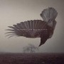 KATATONIA KATATONIA