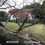 MERZBOW MERZBOW