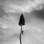 MANCHESTER ORCHESTRA