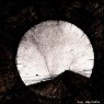 DIRGE DIRGE