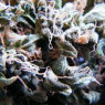 DOPE SMOKER