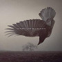 KATATONIA KATATONIA